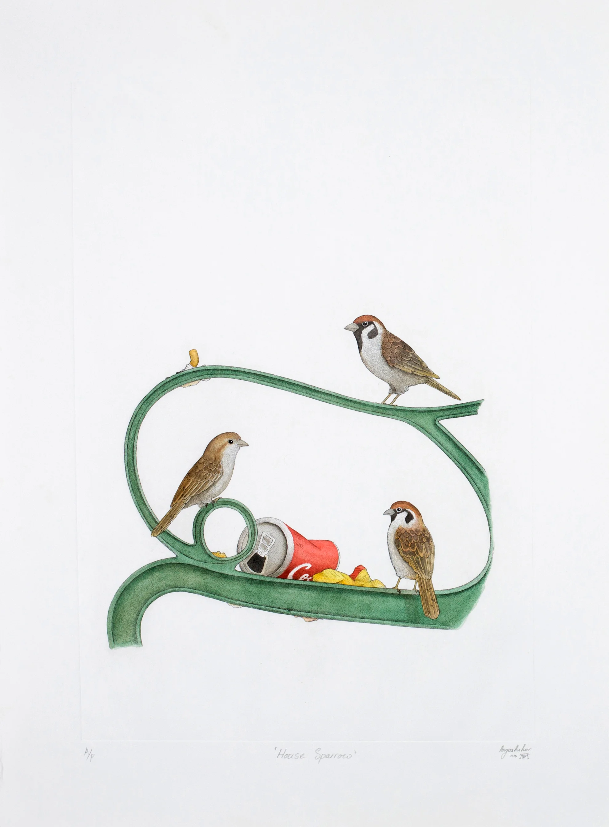 'House Sparrow'