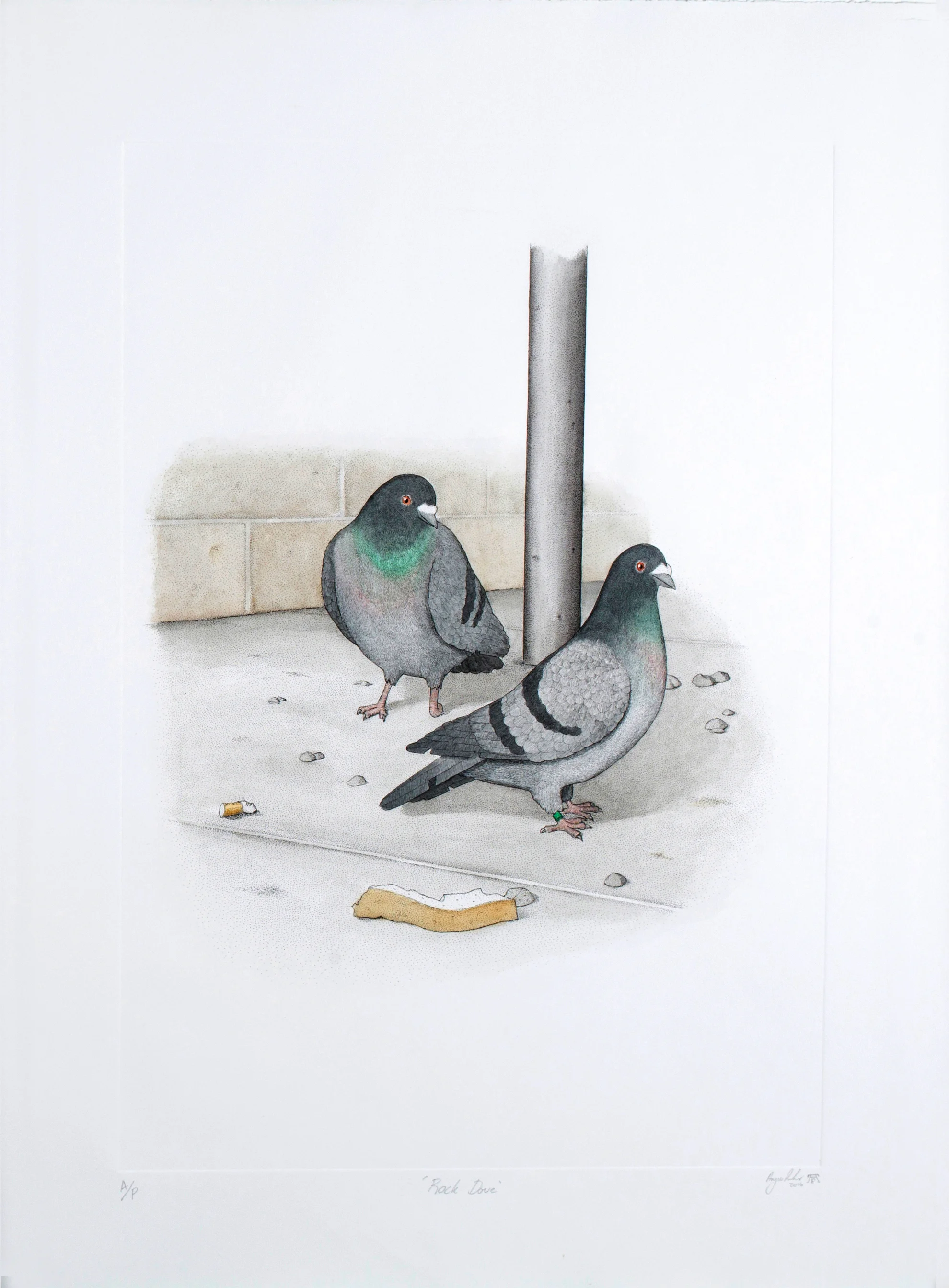 'Rock Dove'