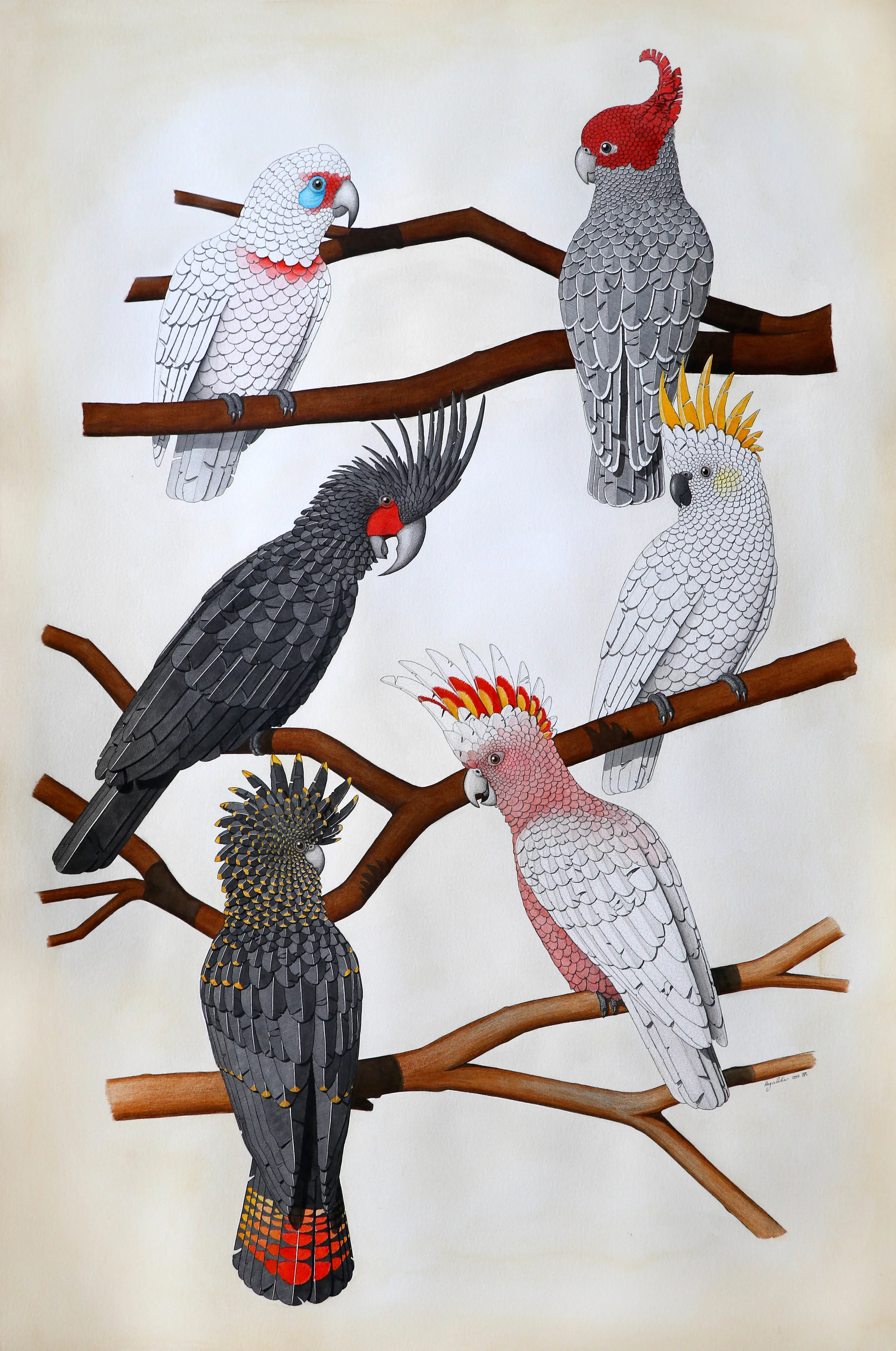 'Australian Cockatoos'