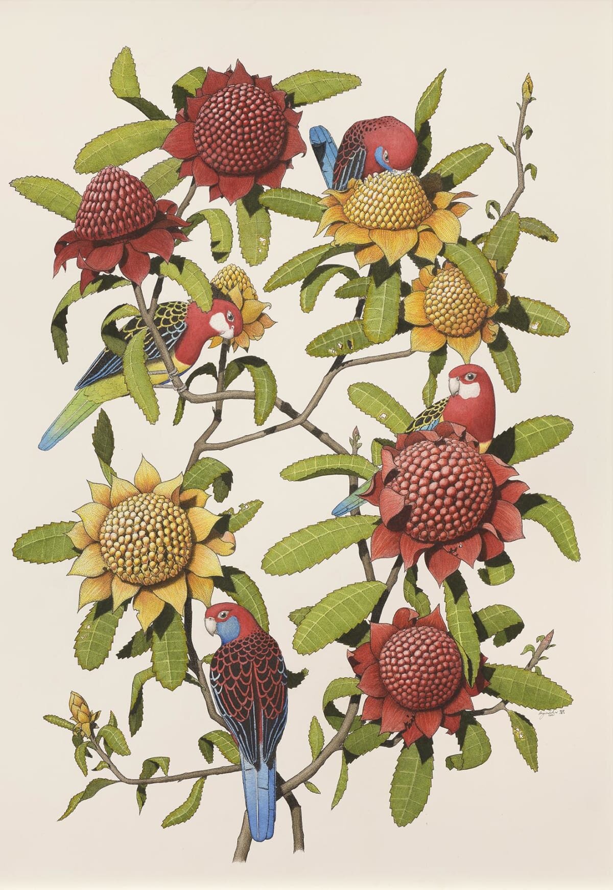 Rosellas and Waratahs