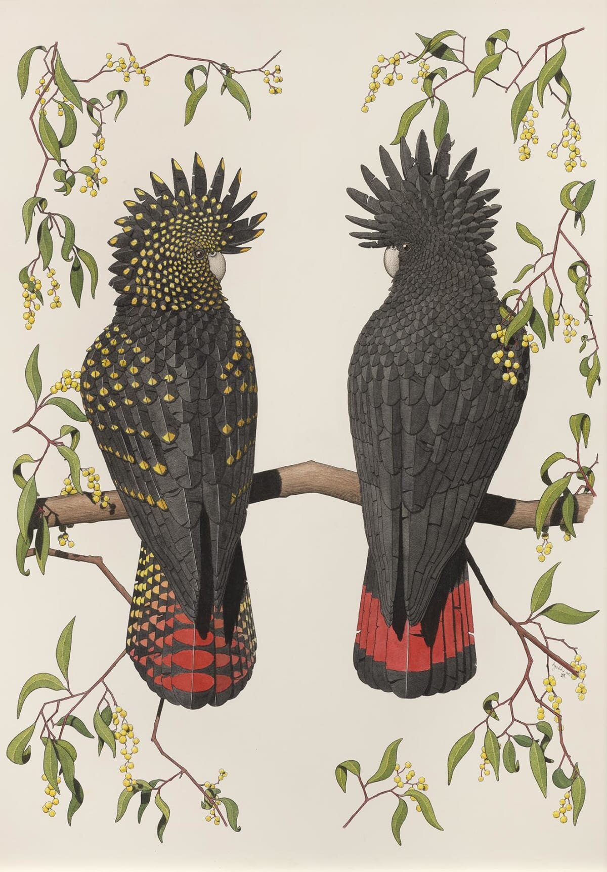 Red-tailed Black Cockatoos and Wattle