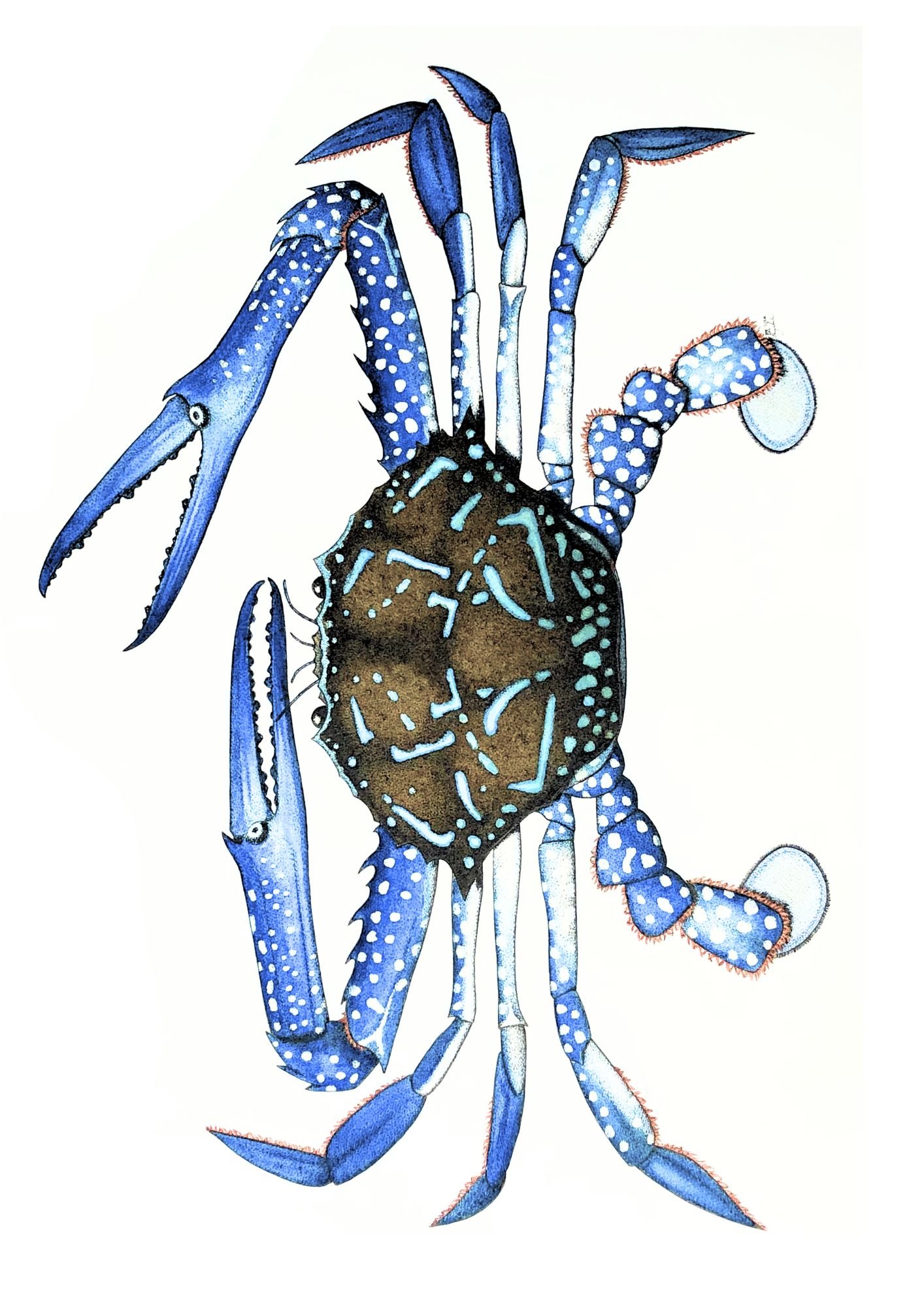 crab.jpg