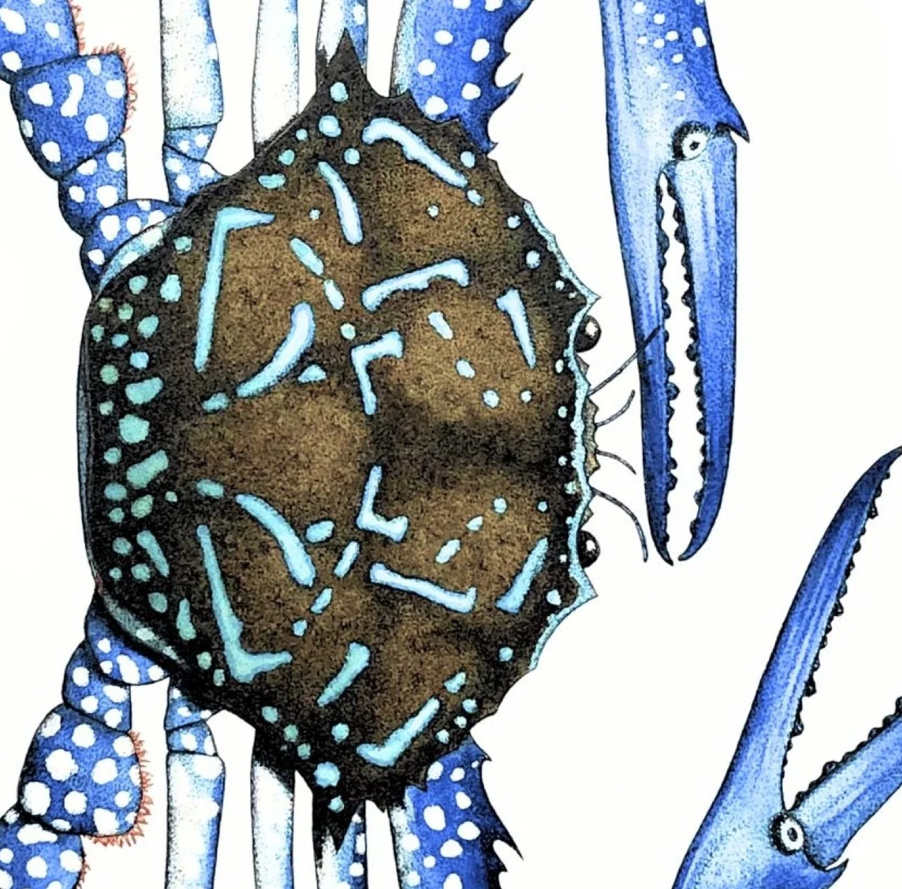 crab 2.jpg