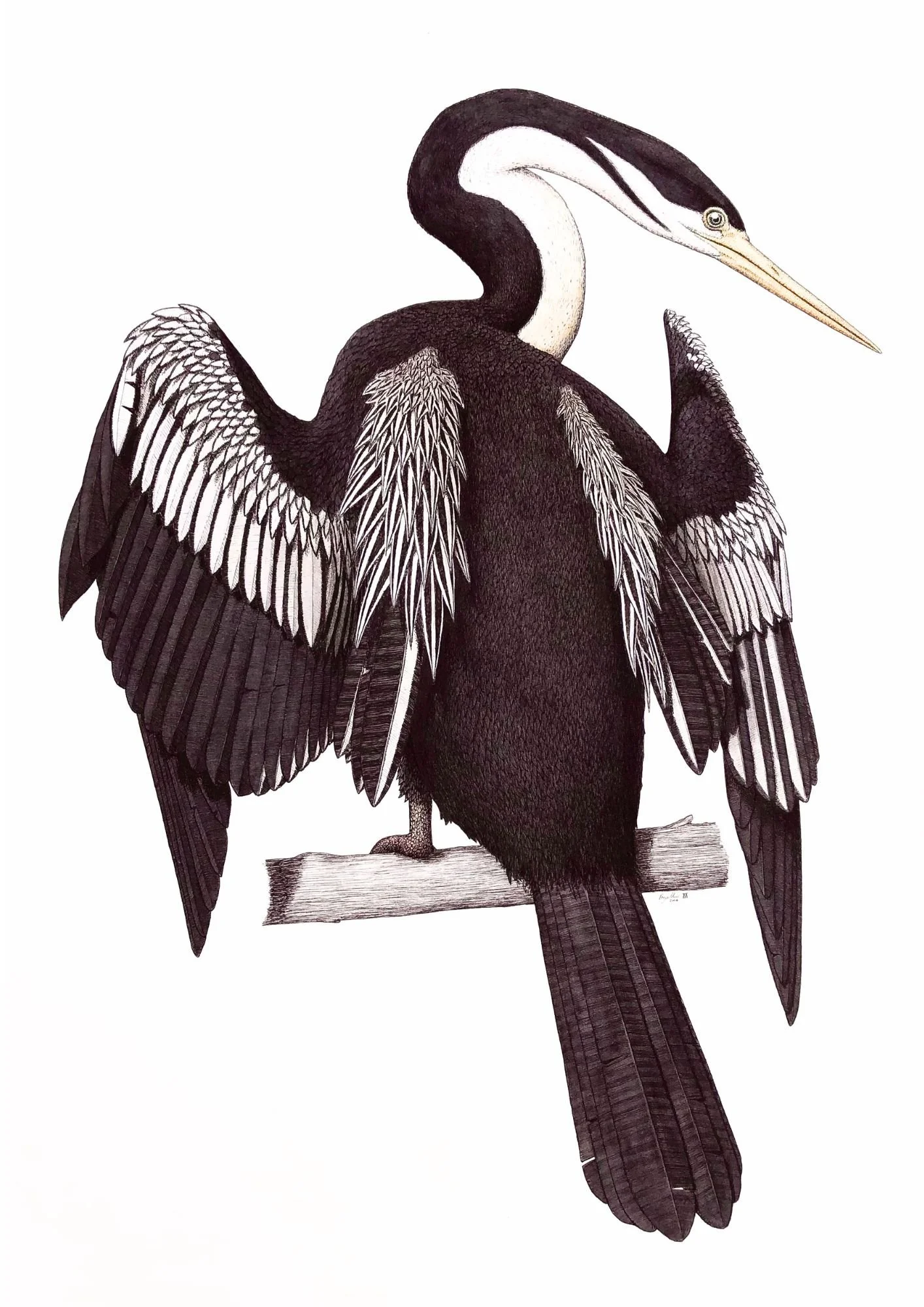 birds.jpg