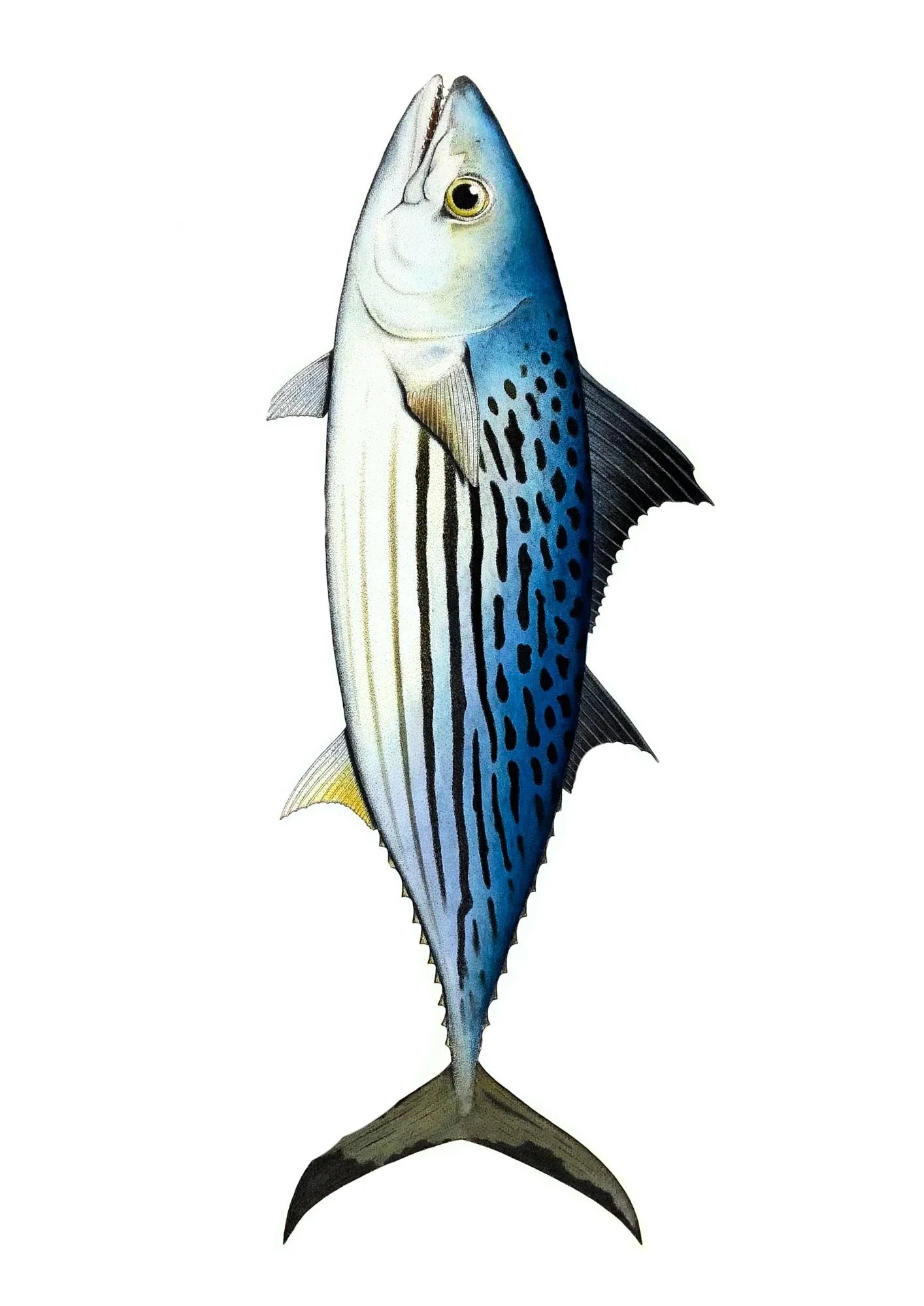 fish.jpg