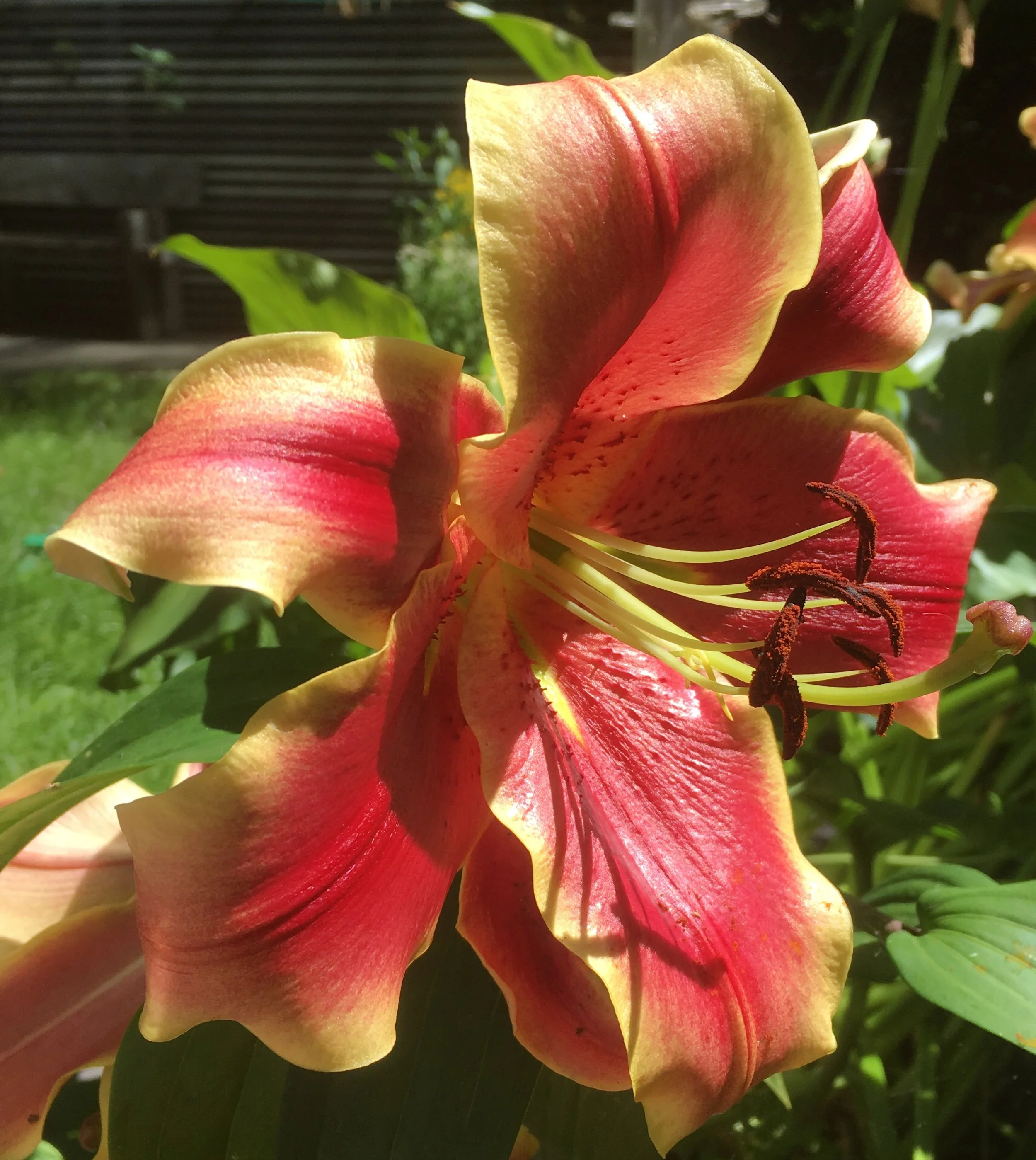 This Lilly is Hollands Beauty. I bought three bulbs and have had an abundance of gorgeous flowers, from the plants that grew from them. Every year these bright flowers make me smile.