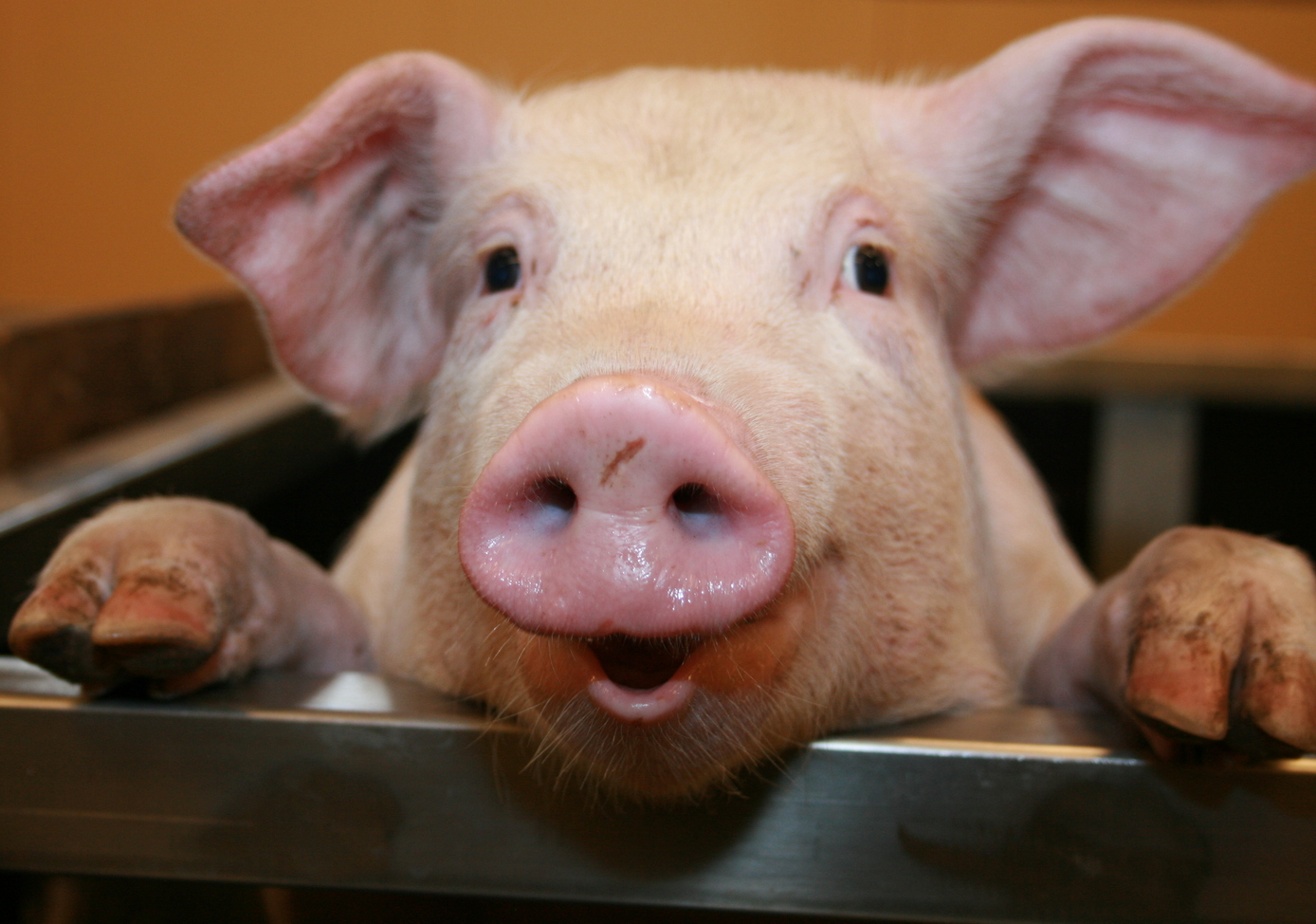 pig.jpg