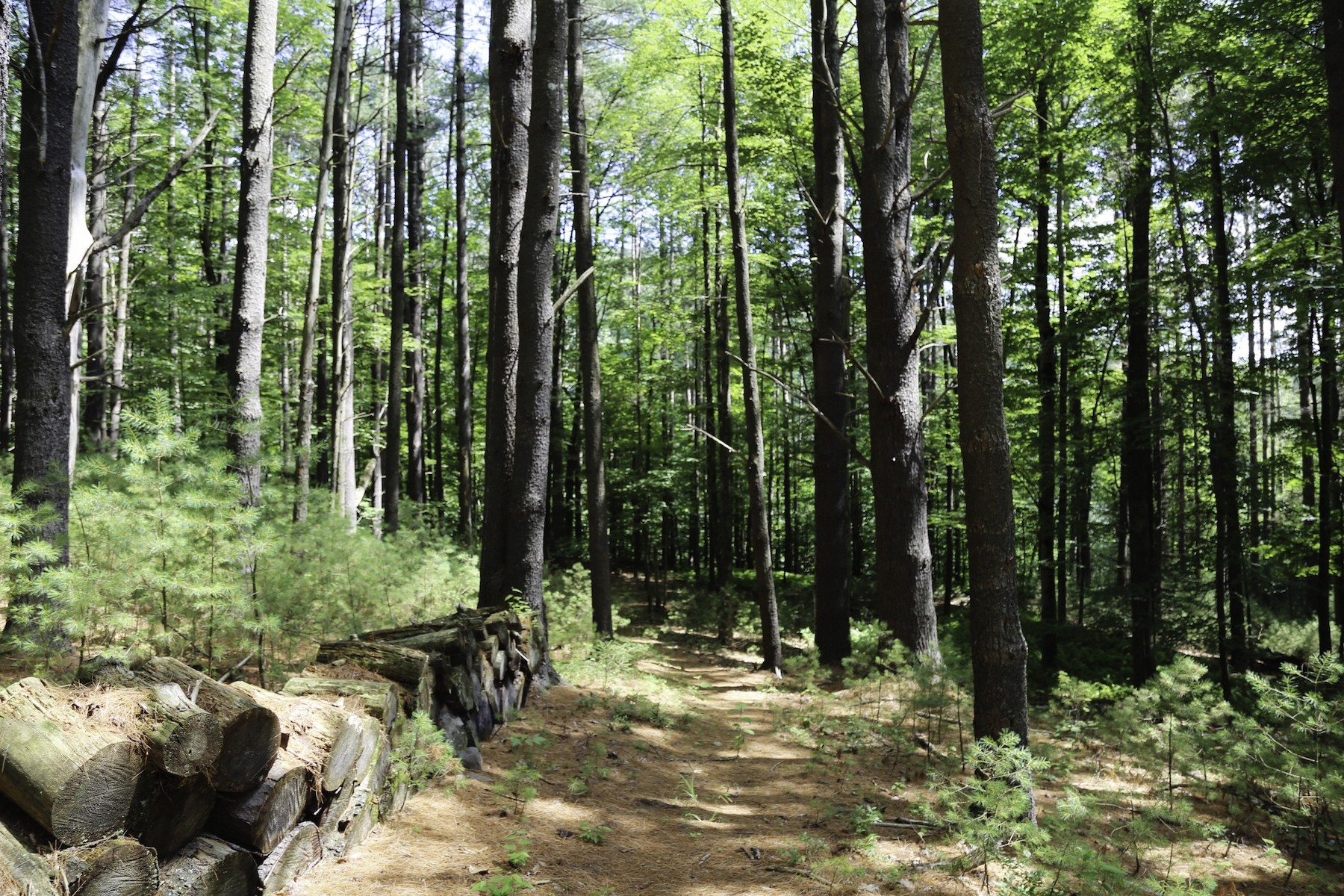 NATURE WALK 6.jpg