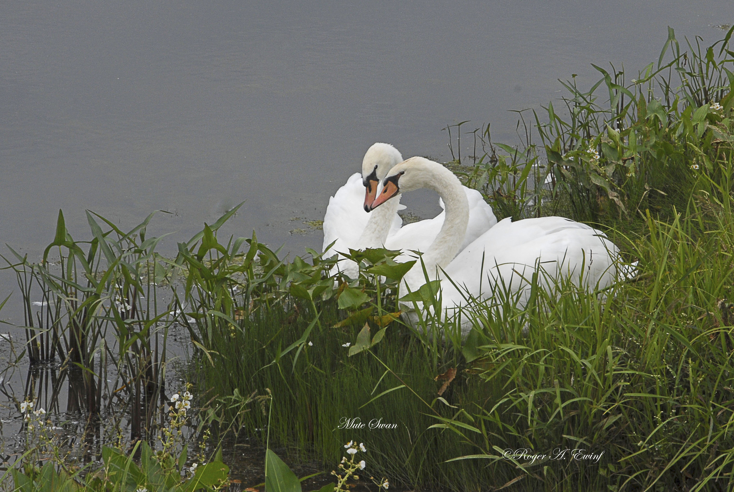 Swans kissing-5-19 by 13 copy.jpg