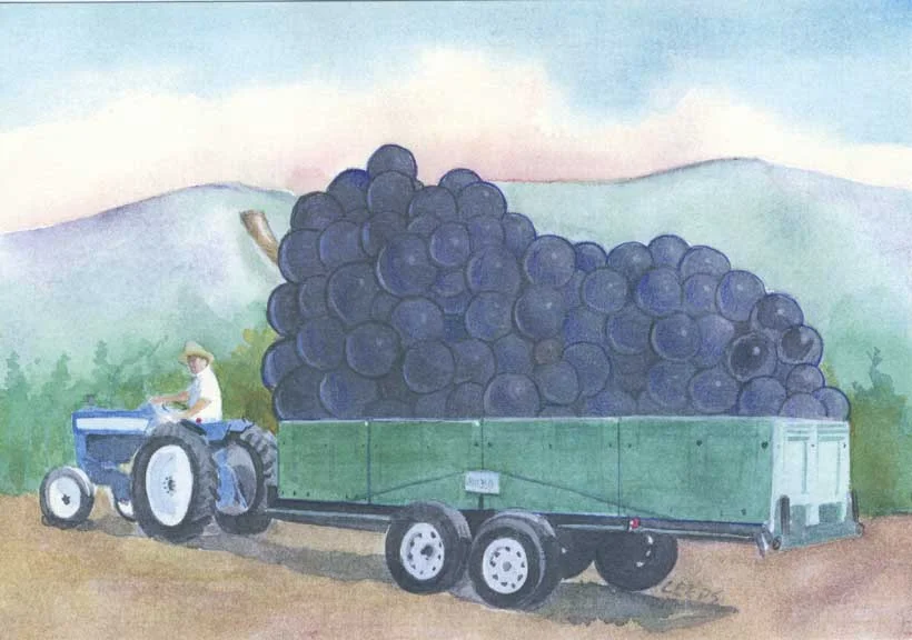 Frog's Leap Winery Harvest Party Invitation