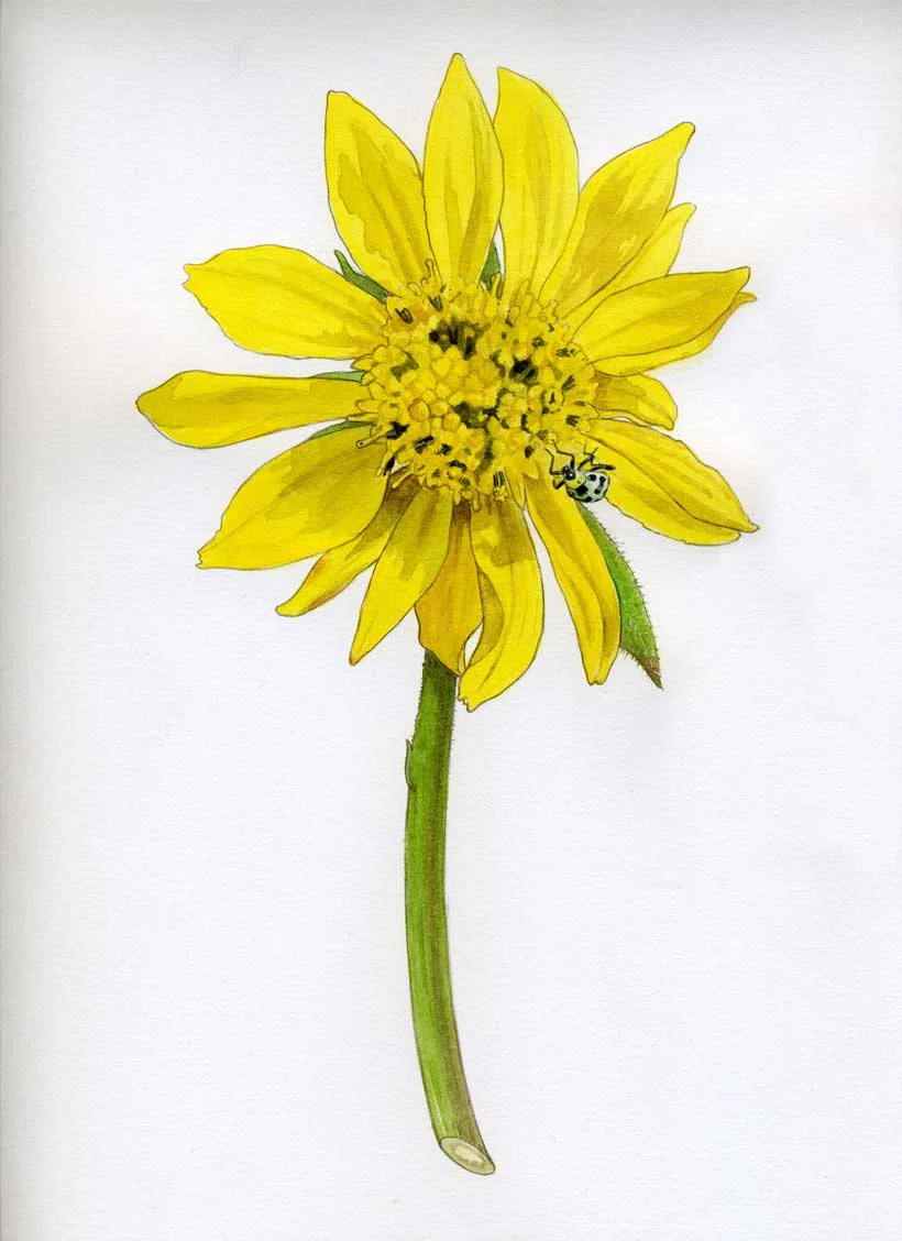 Cimarossa sunflower