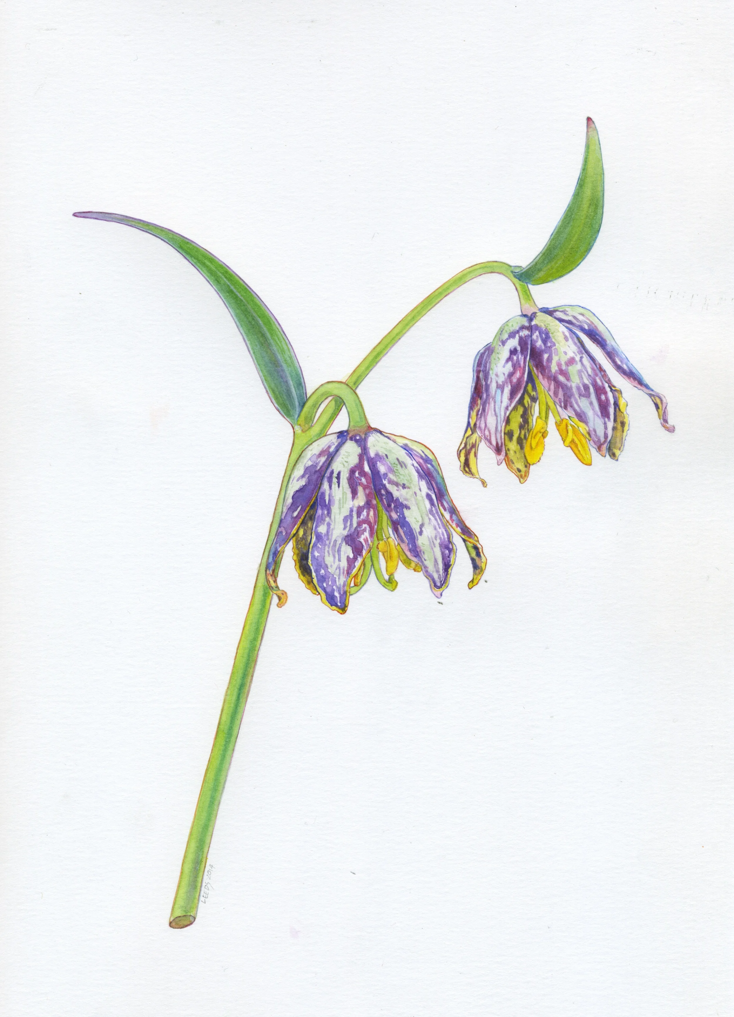 Cimarossa Fritillary