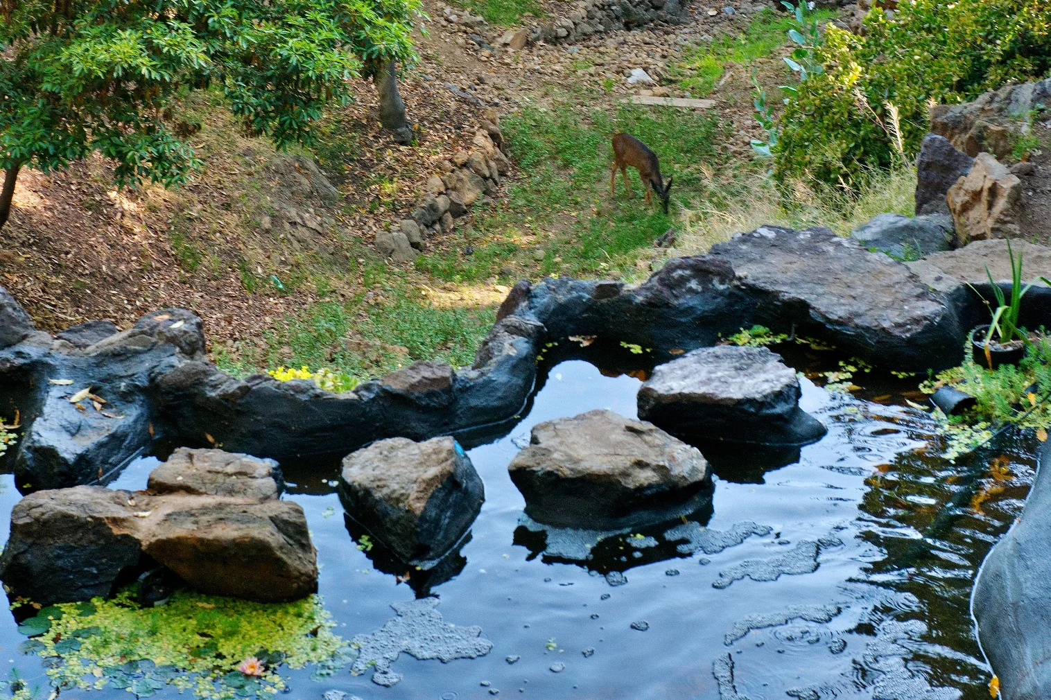 25 Pond Downhill w deer_ss.jpg