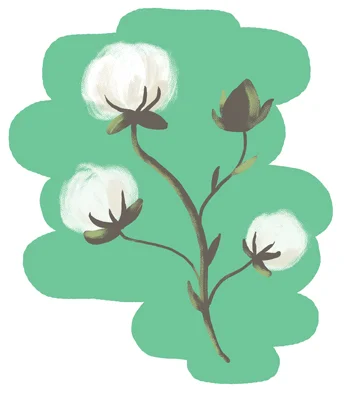 SOH_cotton_f.jpg