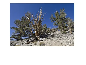 Ancient Bristlecone Pine Forest