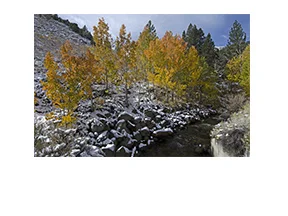 Eastern Sierras Fall Colors