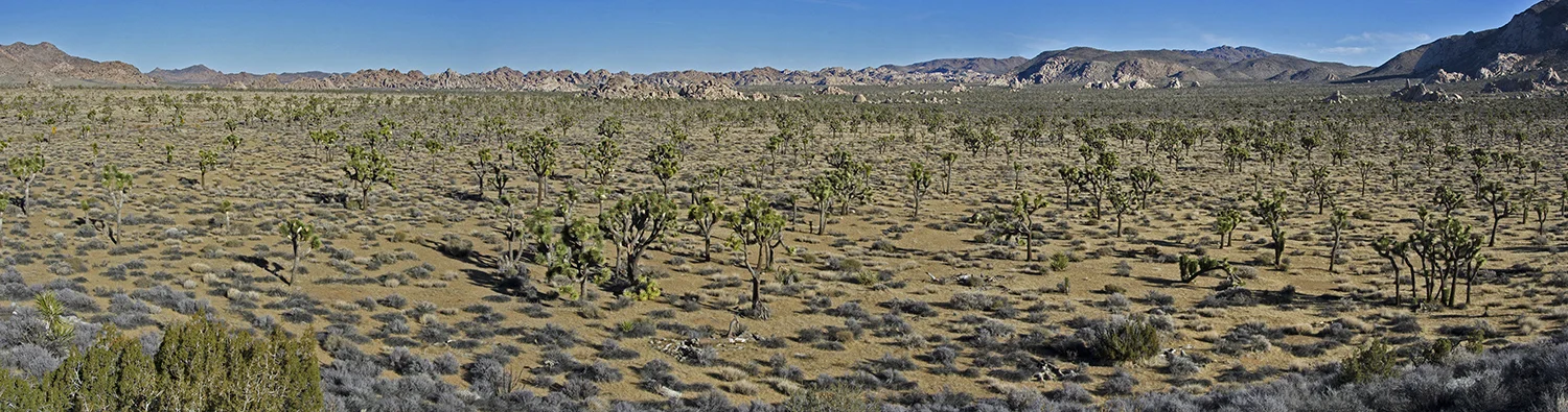  Lost Horse Valley Joshua Tree Forest Panorama