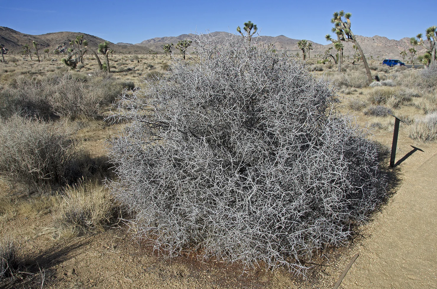 Desert Almond
