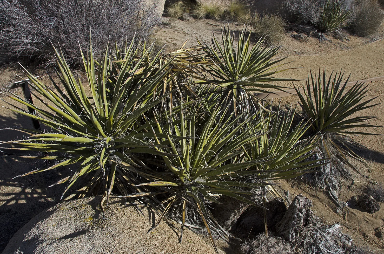 Mojave Yucca