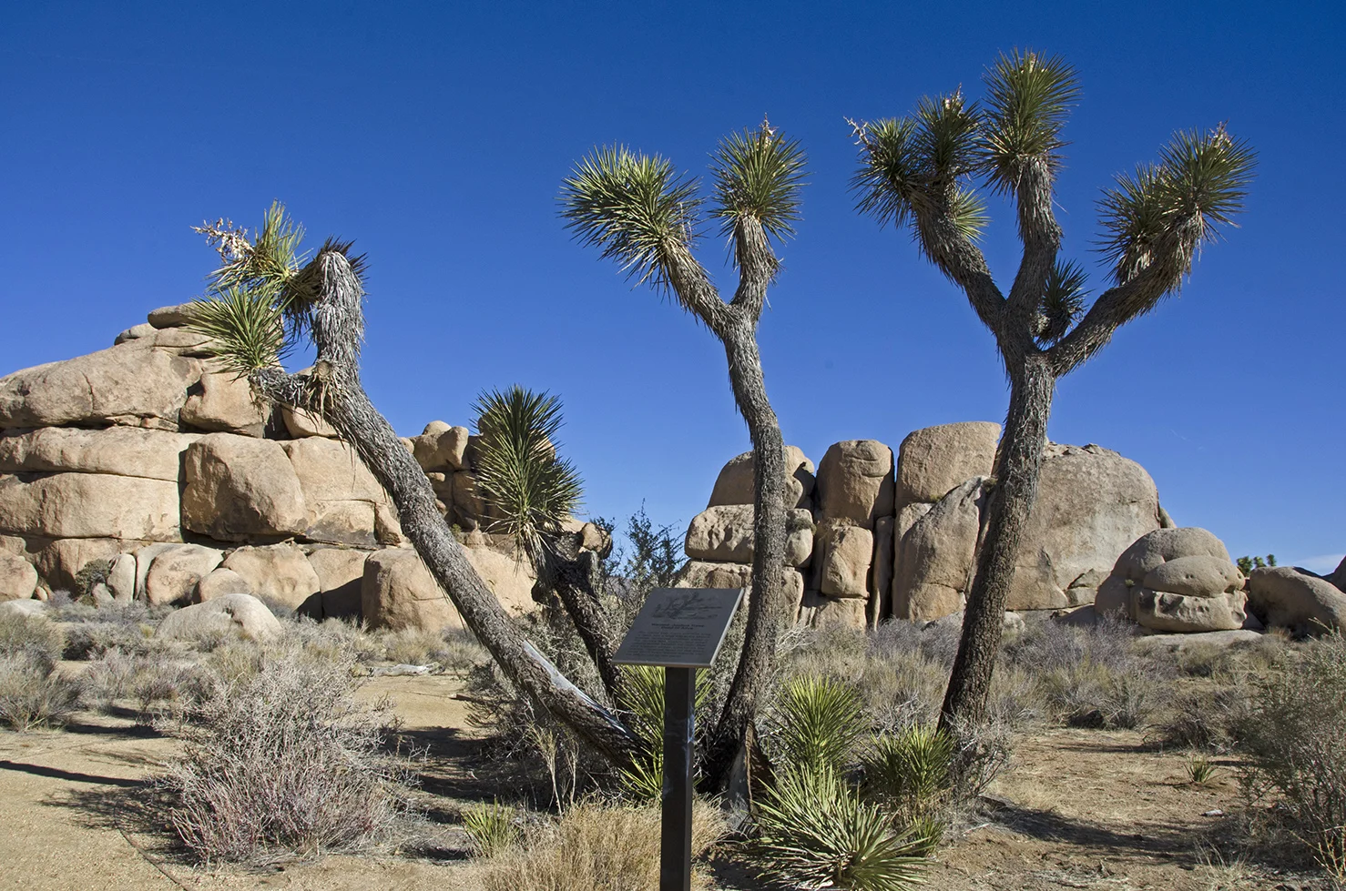 Wanted: Joshua Trees - Dead or Alive