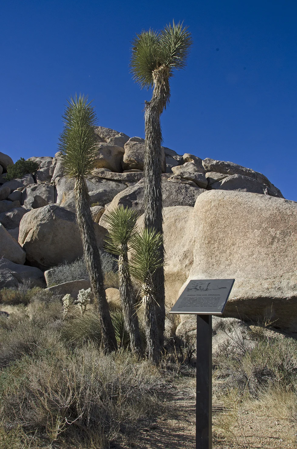 Joshua Tree with Offshoots