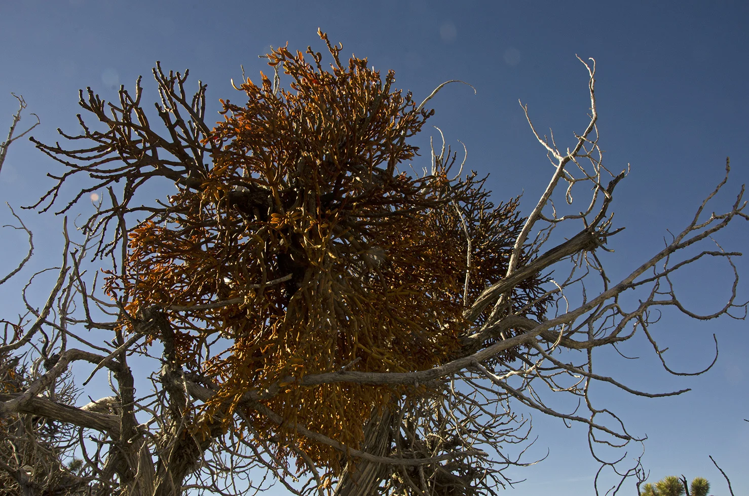 Juniper with Mistletoe