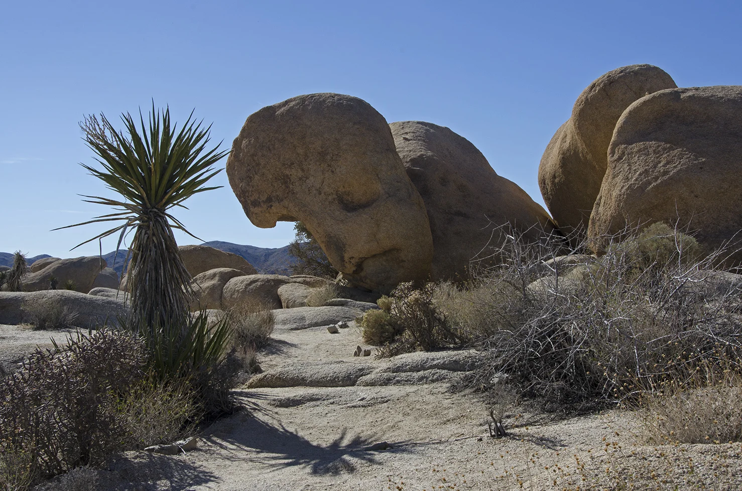 The Walrus has been sculpted by a process known as cavernous weathering and under-cutting. These processes result when moisture is trapped on a rock surface or in the soil long enough to begin to dissolve away and decompose certain minerals in the rock. running water and wind then act as agents to wash the sand away. Surfaces weathered in this way are often found on the shady side of rocks where moisture doesn't evaporate as quickly.