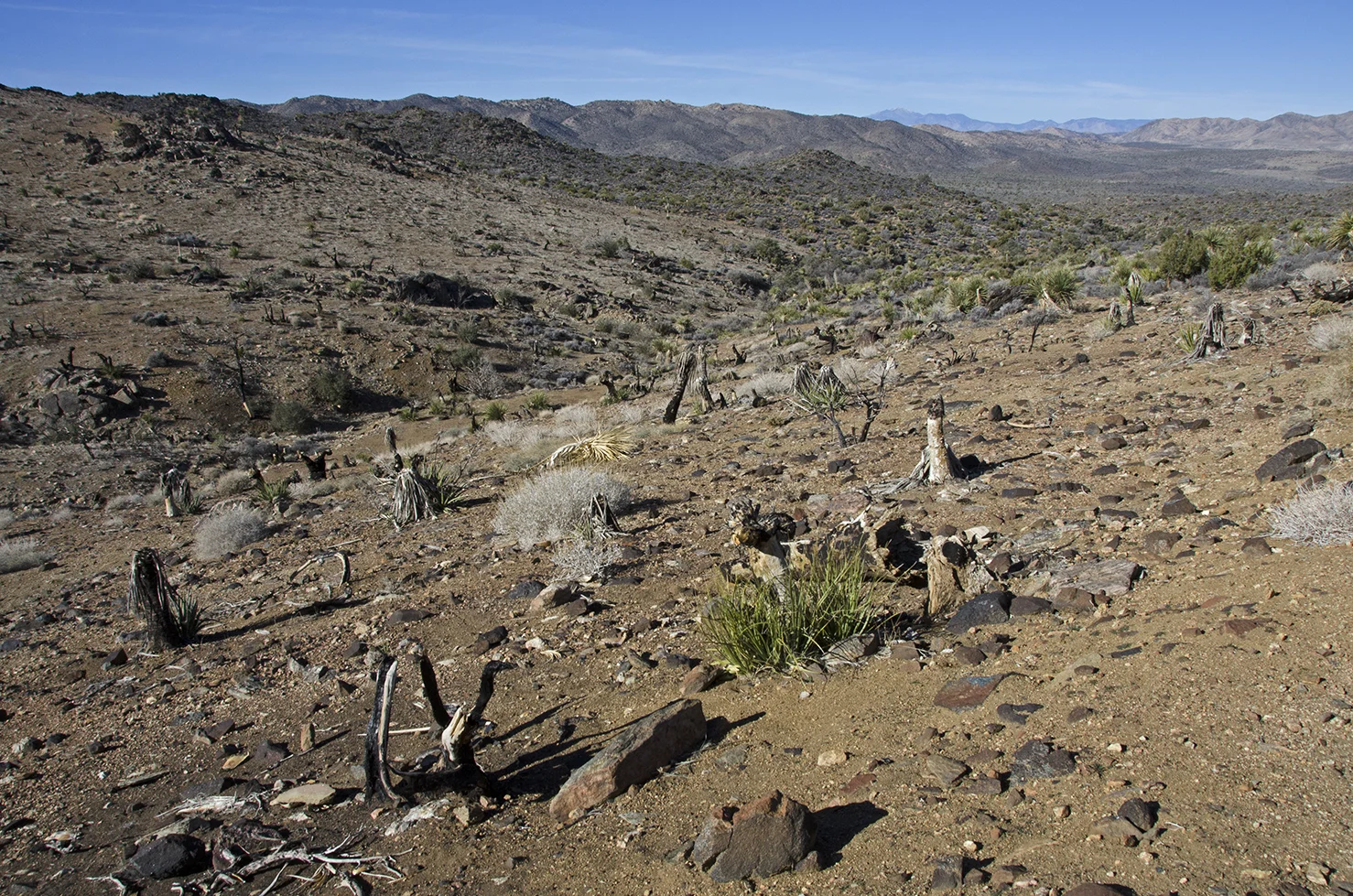 From this vantage point along the trail, you can look back down the valley you've just climbed and see the results of the fire on the left side of the canyon. It's pretty eerie walking through this area. While the plants are beginning to recover some five years after the fire, it will still take many more years for the vegetation to reclaim what was lost.