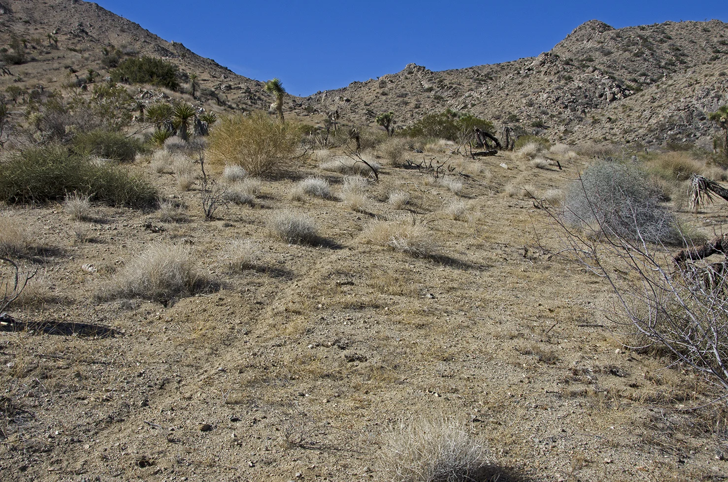 DSC_7206.jpg