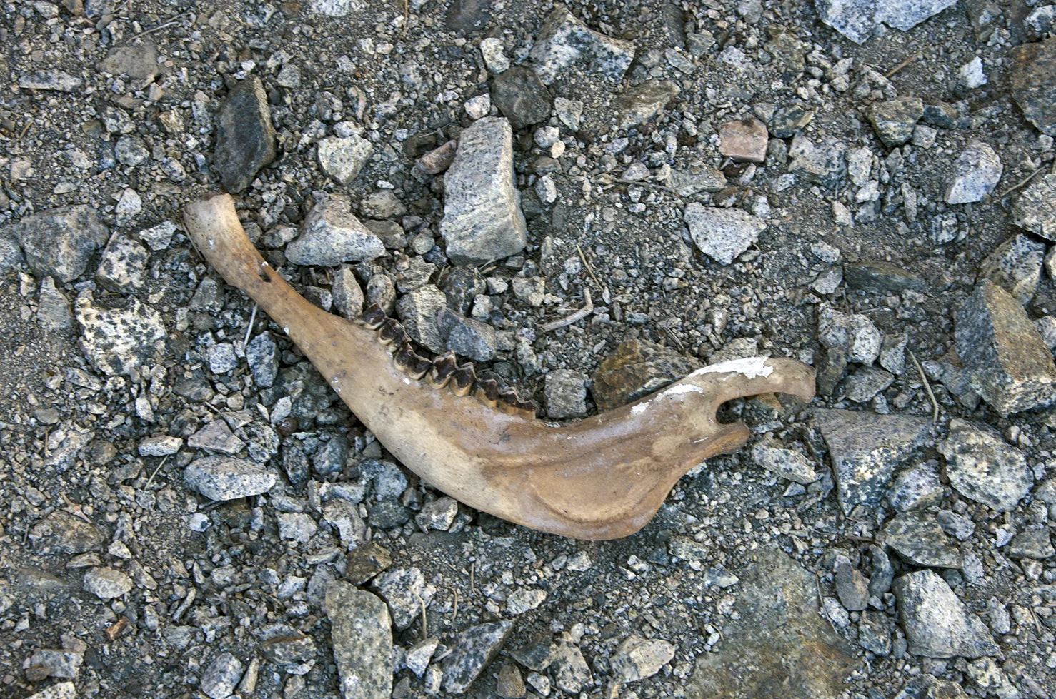 A previous visitor. Or what's left.