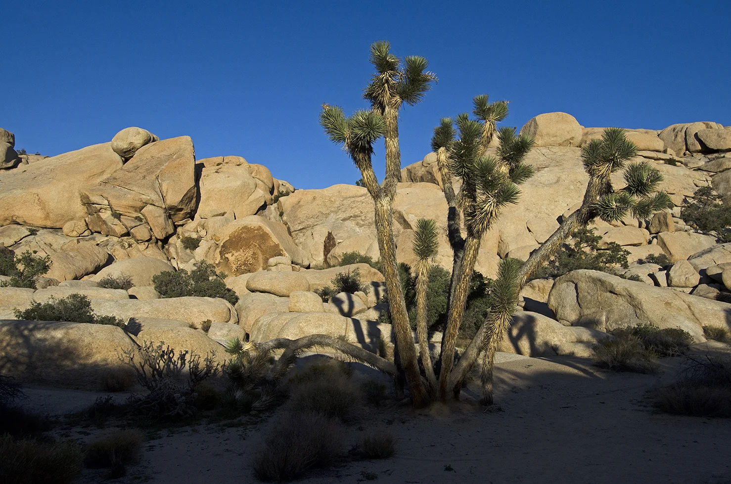 JoshuaTree.jpg