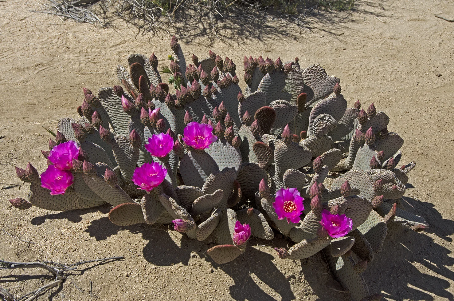 Beavertail Cactus