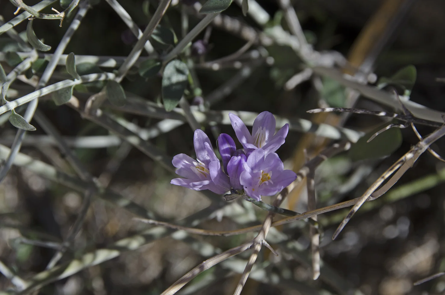 Wild Hyacinth