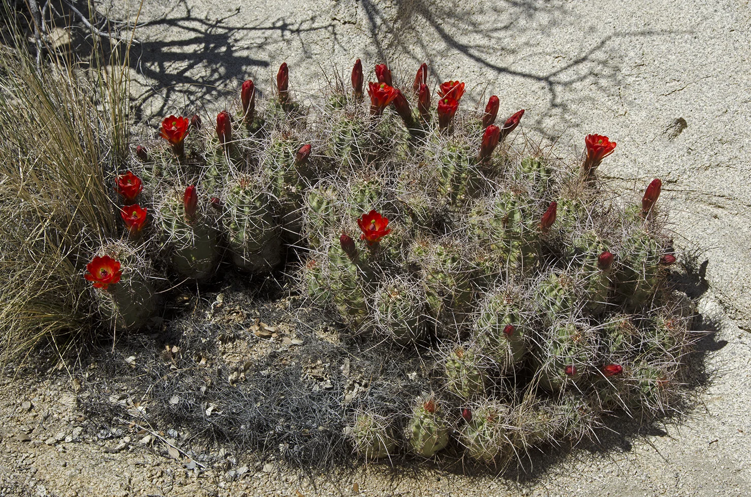 Claret Cup Cactus