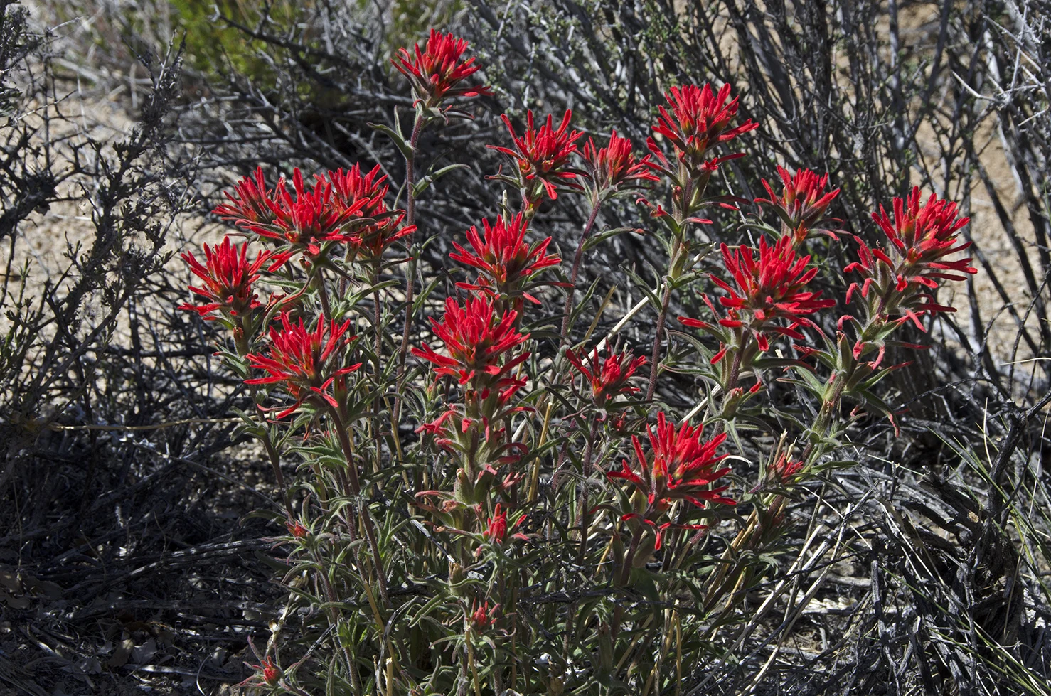 Desert Indian Paintbrush