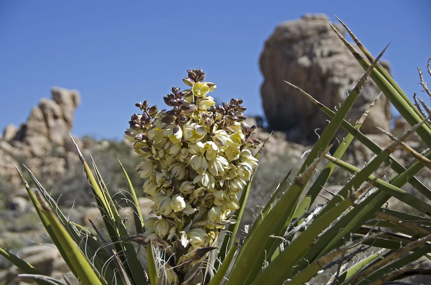 Yucca