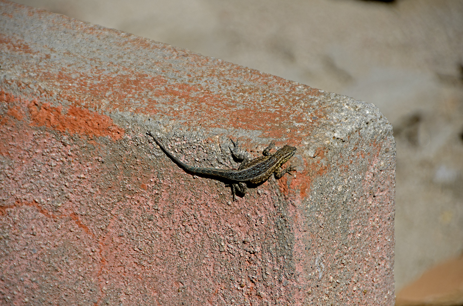 Just hanging out, enjoying the sun.
