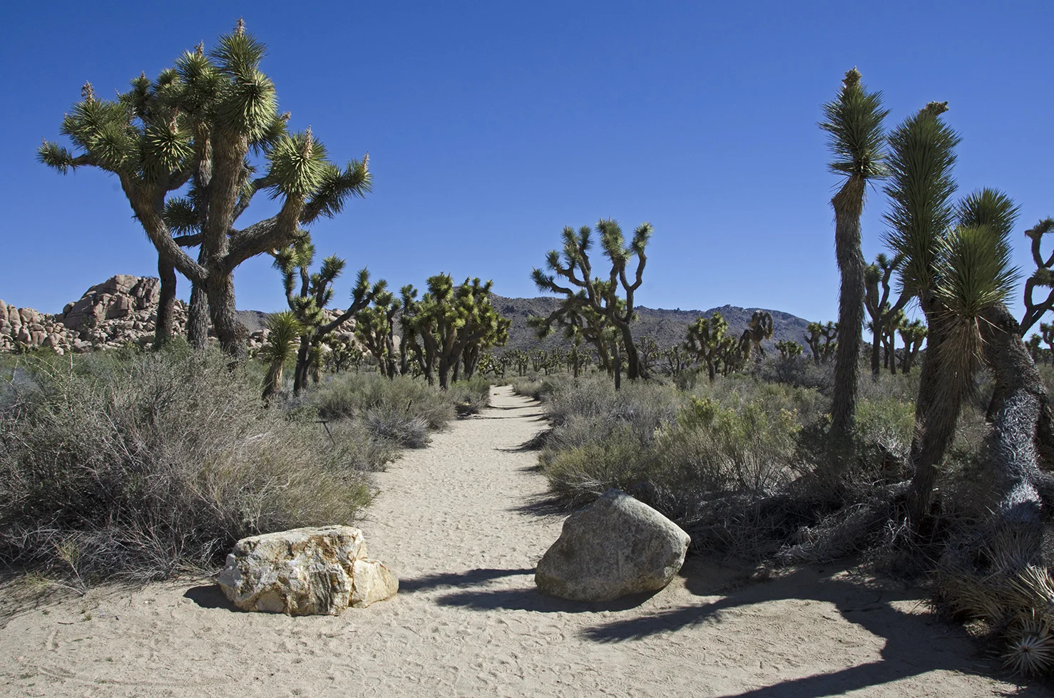 The trail starts here.