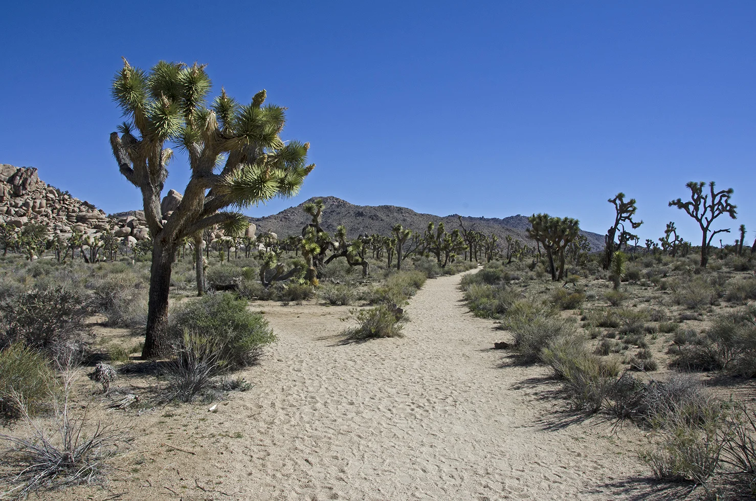 Take the right branch for the Desert Queen Well