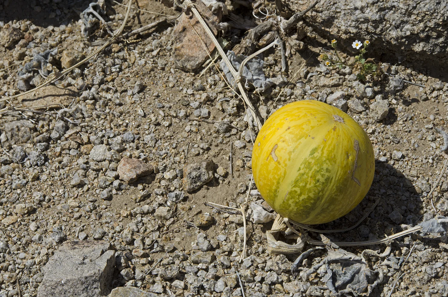 Sometimes I'll see a bunch of these Coyote melons, but this was the lone melon for this trip.