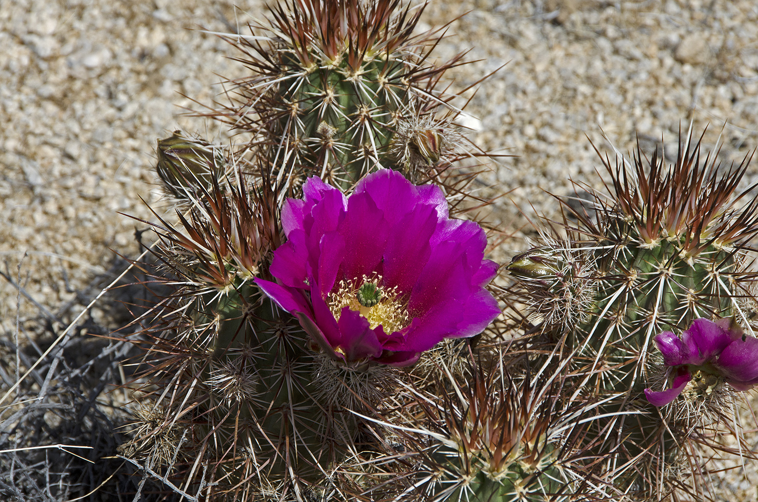Hedgehog Cactus