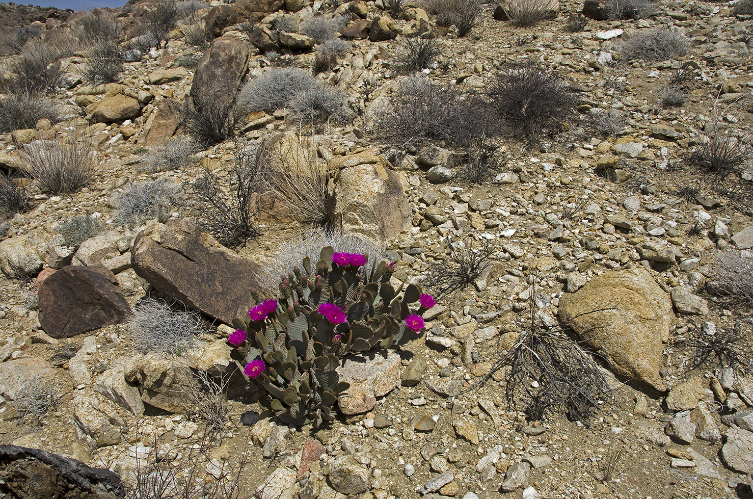 Beavertail Cactus