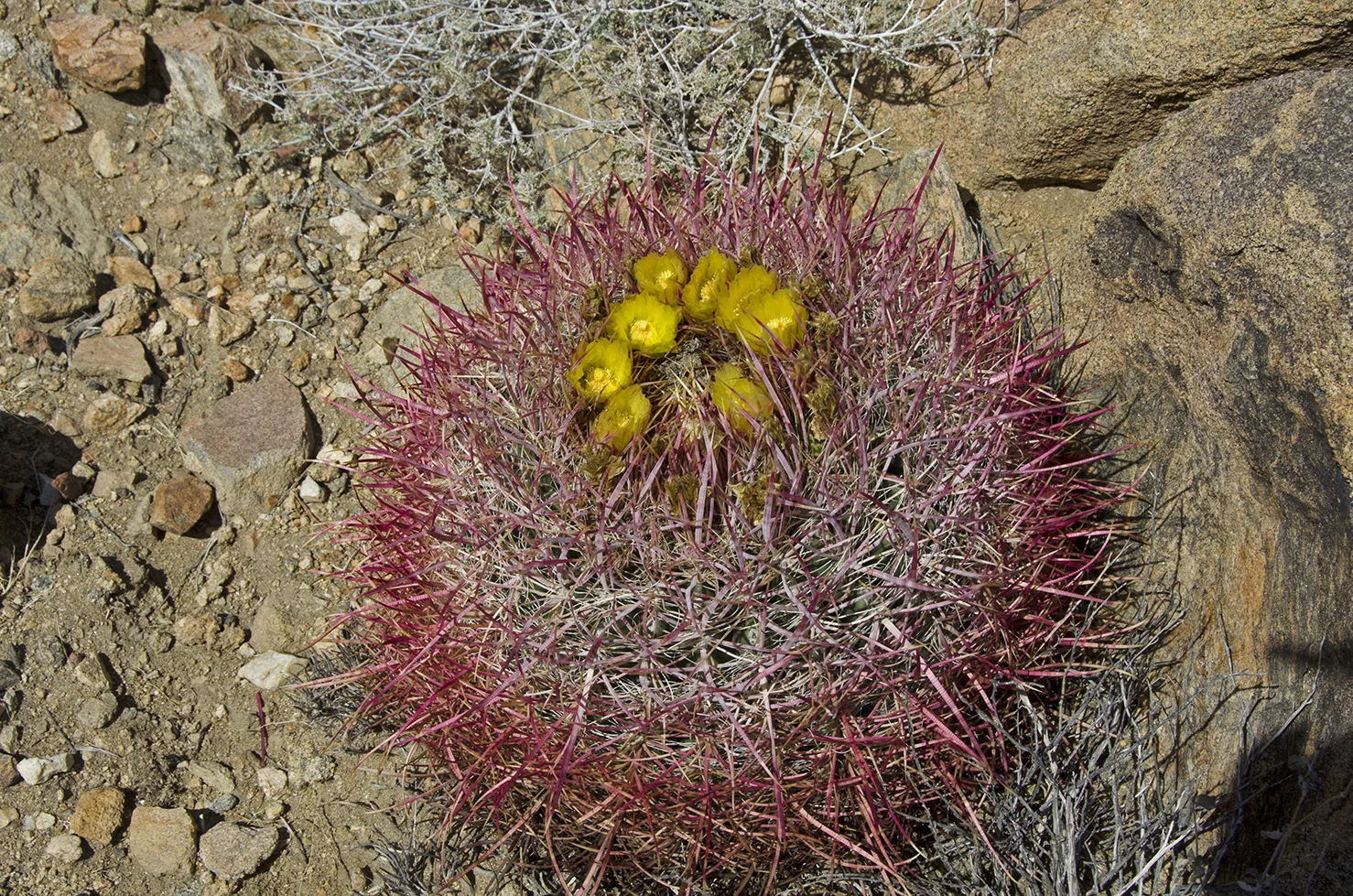 A blooming Barrel Cactus