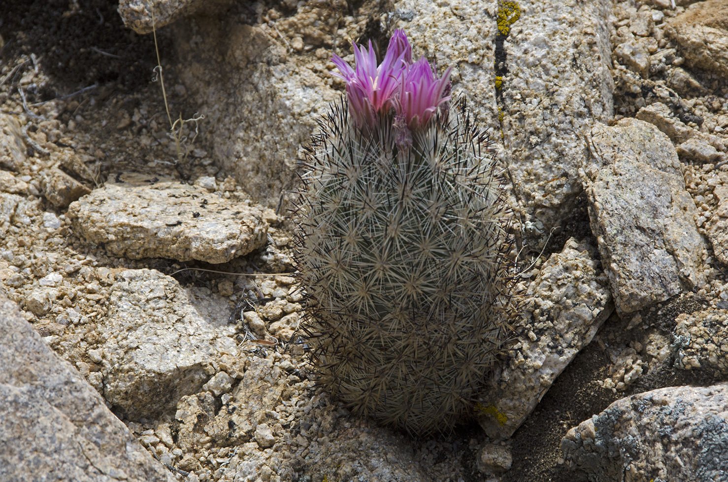 Desert Foxtail Cactus. Flowers can be yellow, yellow-green, or tinged pink.