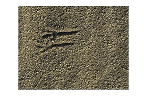 The Outcast of Turkey Flats