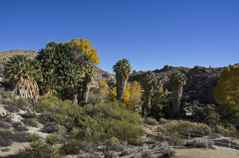 Mastodons In Joshua Tree National Park Cali49