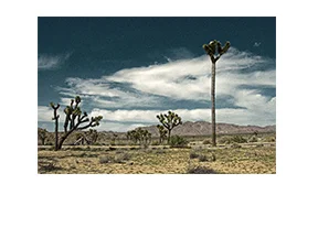 World's Tallest Joshua Tree?