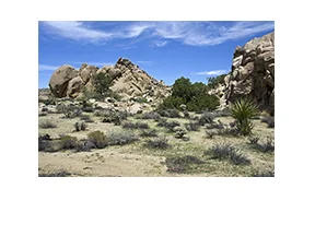 Desert Queen Petroglyphs