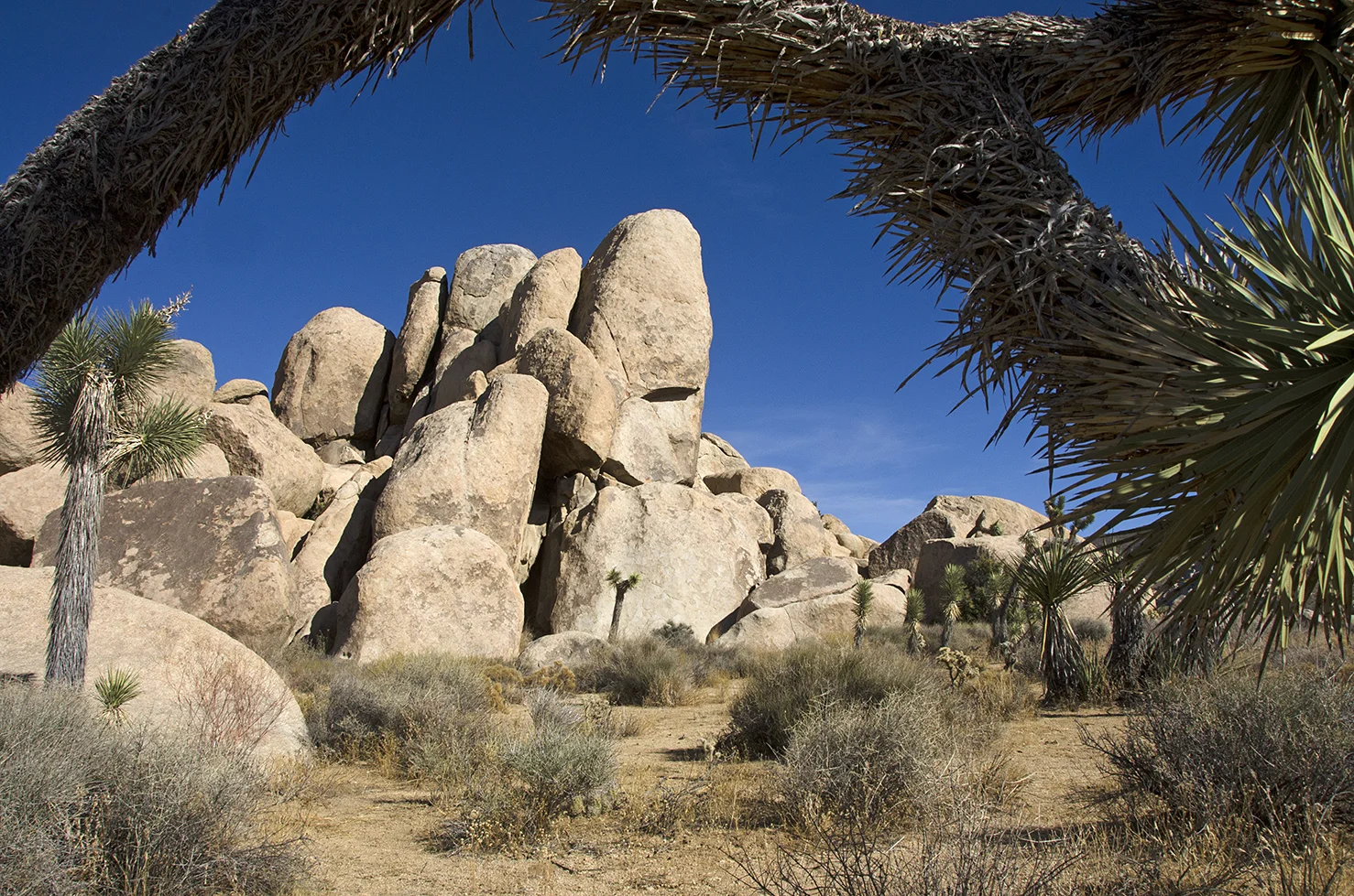 Joshua Tree NP - Planet X Area 03.jpg