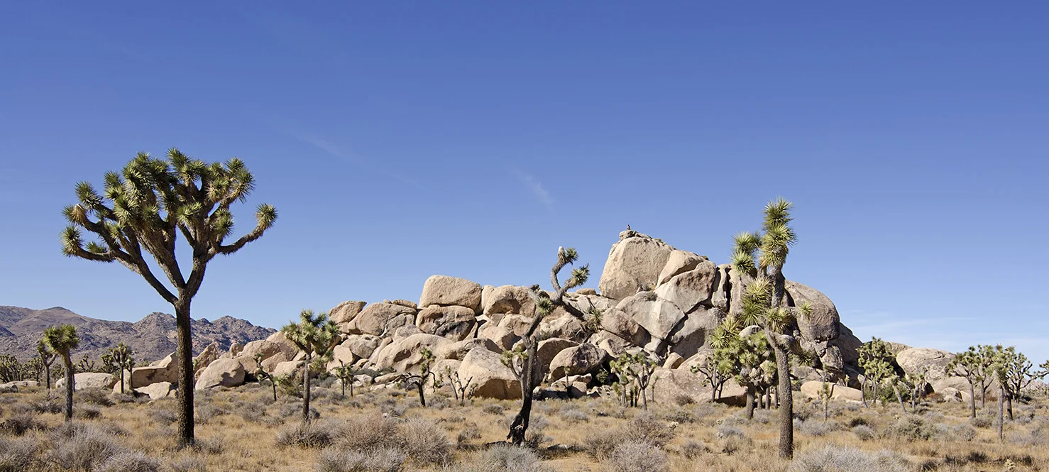 Joshua Tree NP - Planet X Area 17.jpg